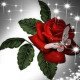 Yousef